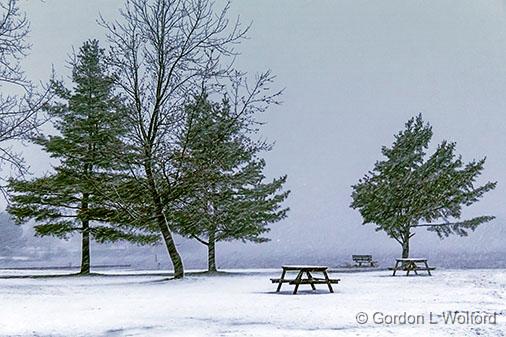 Three Pines_23327.jpg - Photographed in a late April snowstorm along the Rideau Canal Waterway at Smiths Falls, Ontario, Canada.